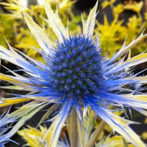 Mrlík 'Neptune’s Gold'