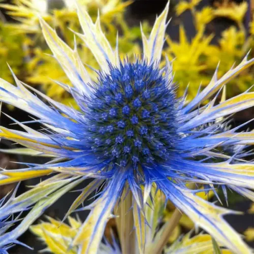 Mrlík 'Neptune’s Gold'