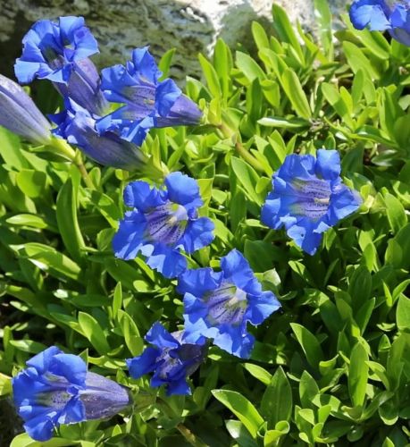 Horec 'Blue Star' 