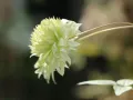 Powojnik Manju