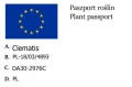 Powojnik Manju