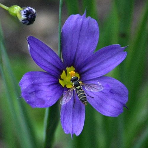 Horec 'True Blue'