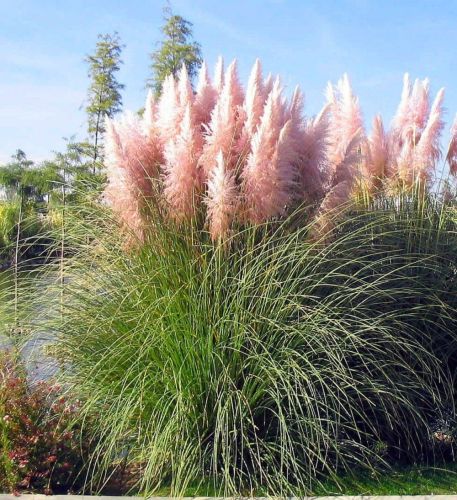 Pampová tráva 'Pink Phantom'