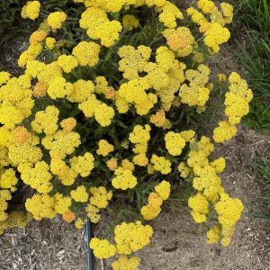 Rebríček 'Skysail Yellow'