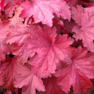Heuchera MAGMA