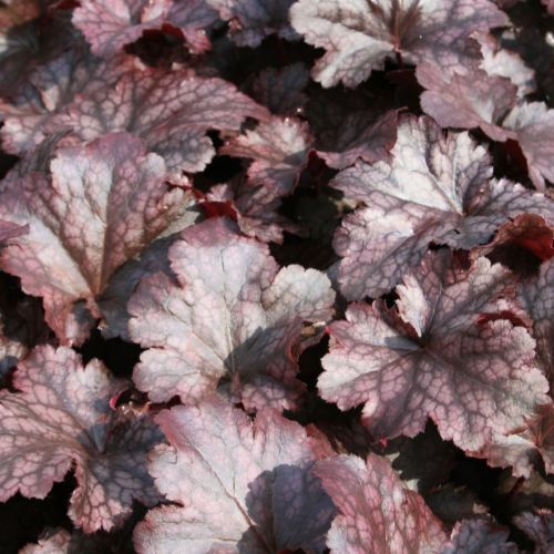 Heuchera PLUM PUDDING
