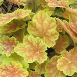 Heuchera TIRAMISU