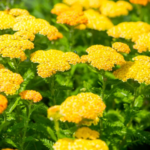 Rebríček SKYSAIL YELLOW