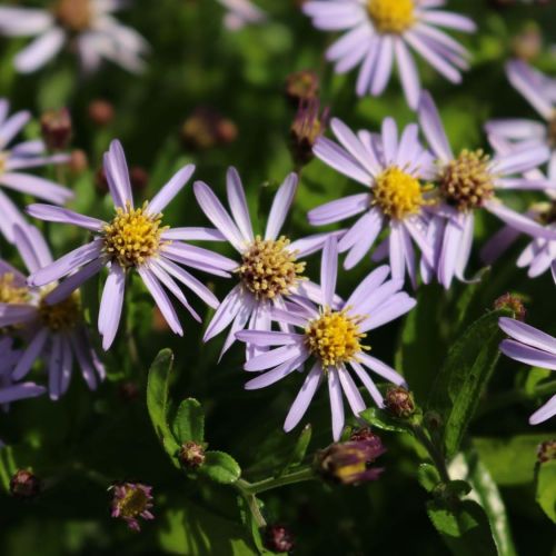 Aster NANA BLUE 