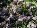 Aster
