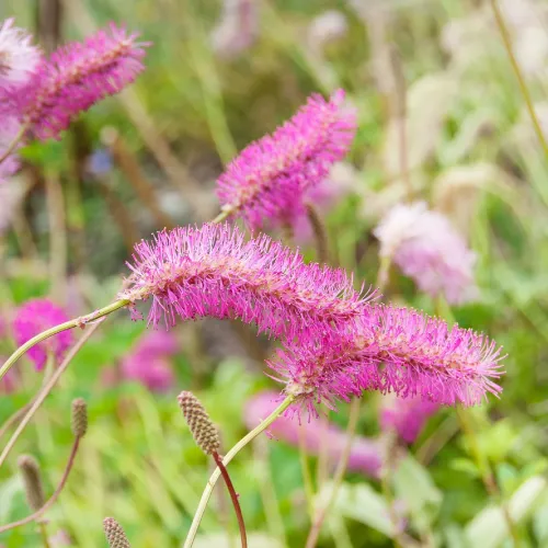 Krvavec 'Pink Brushes'