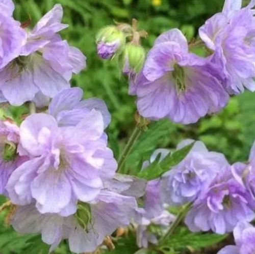 Geranium CLOUD NINE