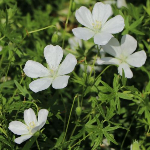 Geranium ALBUM