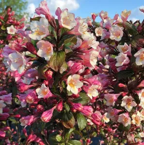  Vajgela 'Vintage Love' 