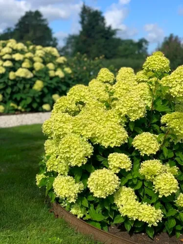 Hortenzia metlinatá 'Little Lime'