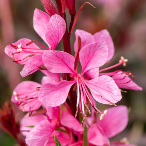 Gaura 'Graceful Pink'