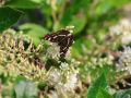 Orszelina HUMMINGBIRD