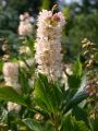 Orszelina PINK SPIRE