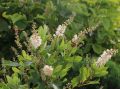 Orszelina PINK SPIRE
