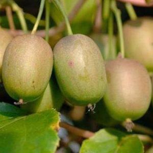 Kiwi GENEVA