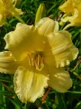 Liliowiec