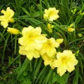 Liliowiec