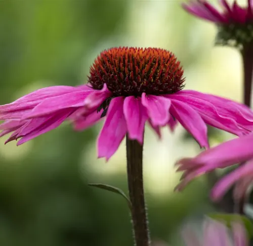 Echinacea SPLENDOR COMPACT DARK ROSE