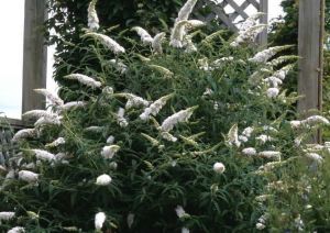 Pľúšníkovec Davidov WHITE BOUQUET