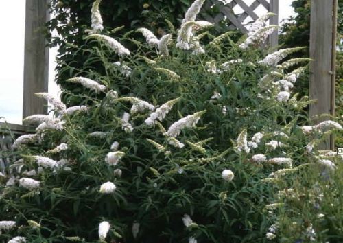 Pľúšníkovec Davidov WHITE BOUQUET