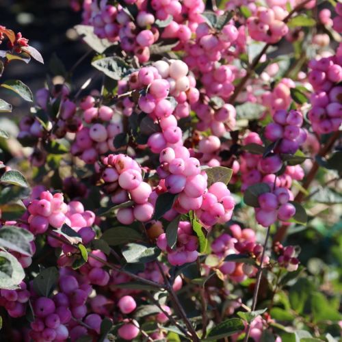 Snehová MAGIC BERRY 