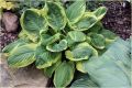 Funkia - HOSTA CARNIVAL