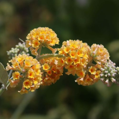 Komule Weyerova SUNGOLD