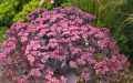Rozchodnik GLOBE PURPLE