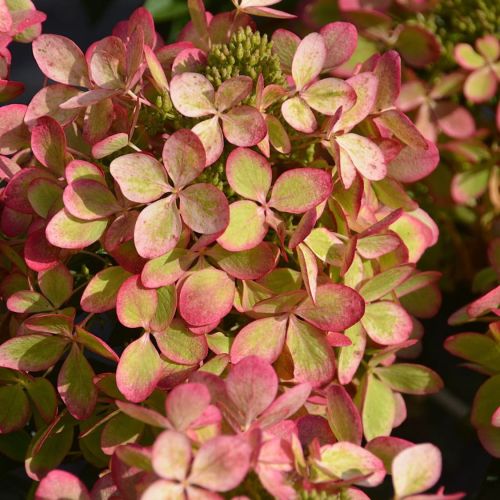 Hortenzia paniculata PASTELGREEN