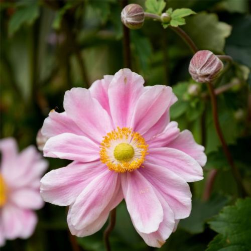 Veternica 'Garden Breeze Whirlwind Pink' 