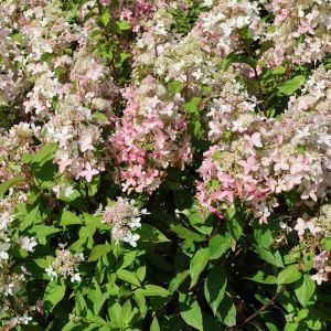 Hortenzia paniculata CONFETTI