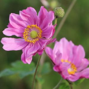 Veternica 'Margarete'