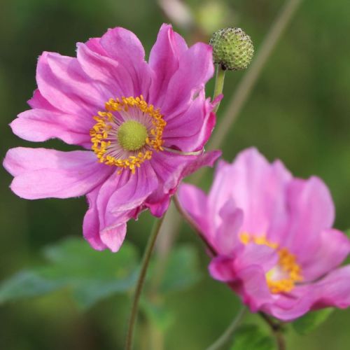 Veternica 'Margarete'