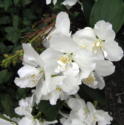Jazmínovec 'Dame Blanche' 