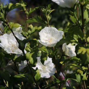 Hibiscus WHITE CHIFFON sýrska ketmia 