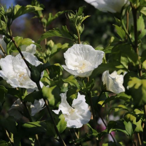 Hibiscus WHITE CHIFFON sýrska ketmia 