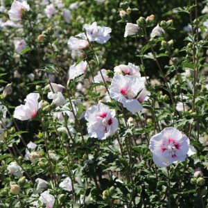 Hibiscus CHINA CHIFFON sýrska ketmia  
