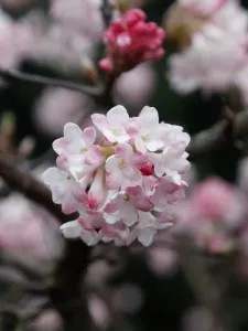 Kalina voňavá 'December Dwarf'