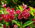 Krzewuszka BRISTOL RUBY