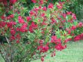 Krzewuszka BRISTOL RUBY