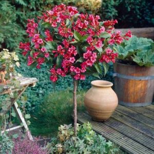 Weigela kvetnatá 'Bristol Ruby' v stromčekovej forme