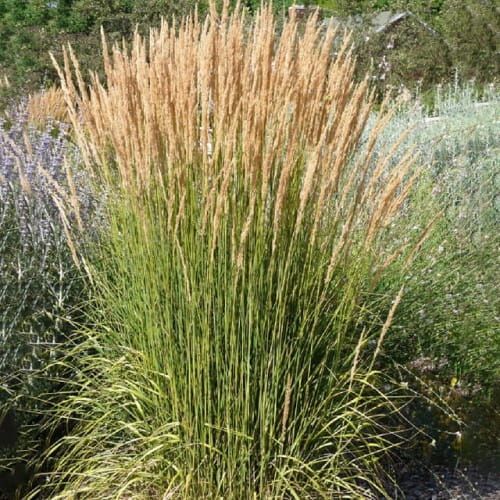 Trevina ostriakvetá 'Avalanche'