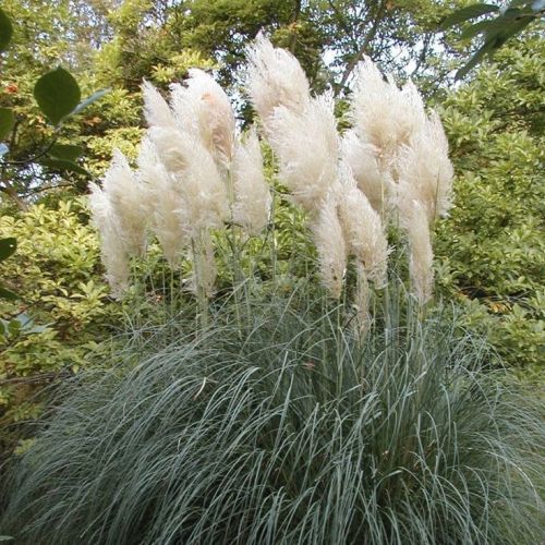 Pampová tráva 'Sunningdale Silver' 