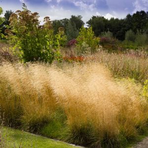 Metlica trsnatá 'Goldschleier'