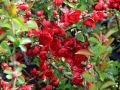 Pigwowiec SCARLET STORM